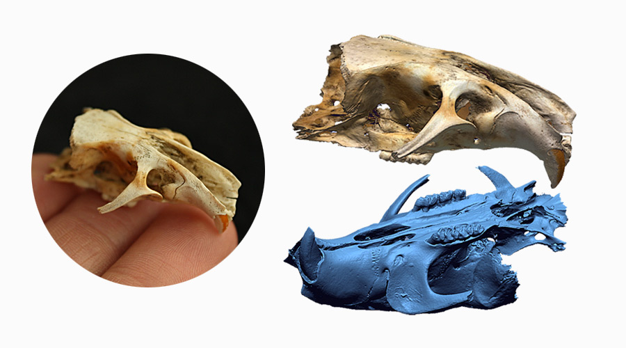 Cranio roditore con texture color scan